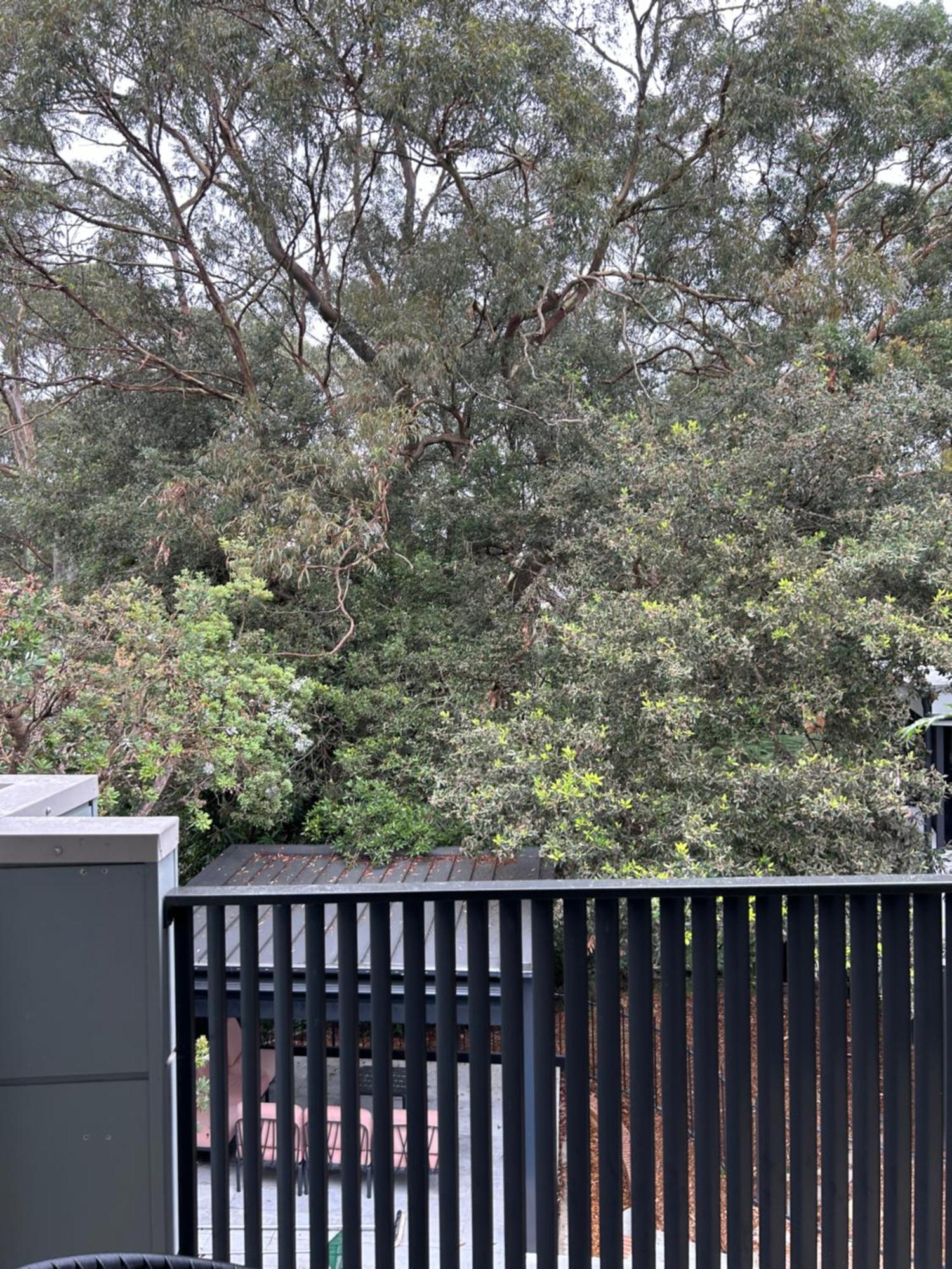 Bushland Setting Close To Sydney Cbd- Stand Alone Apartment Kültér fotó